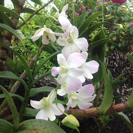 פלאייה קורונאדו Casa De Los Suenos B&B Coronado Panama מראה חיצוני תמונה