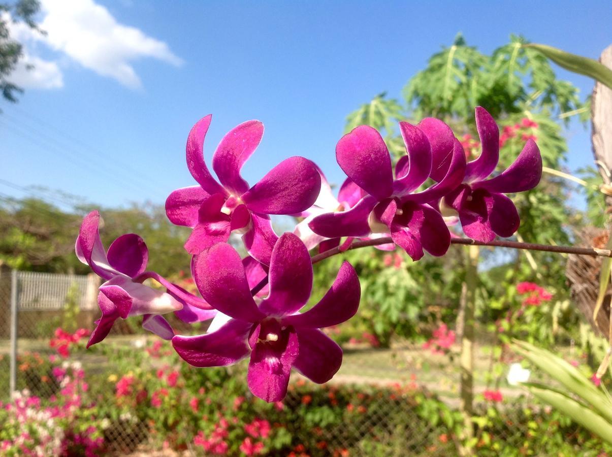 פלאייה קורונאדו Casa De Los Suenos B&B Coronado Panama מראה חיצוני תמונה