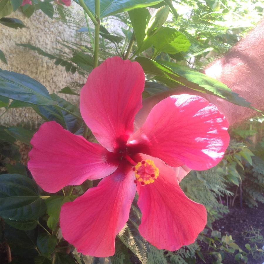 פלאייה קורונאדו Casa De Los Suenos B&B Coronado Panama מראה חיצוני תמונה