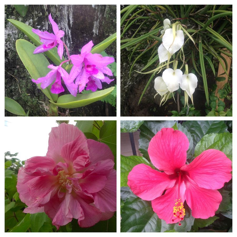 פלאייה קורונאדו Casa De Los Suenos B&B Coronado Panama מראה חיצוני תמונה