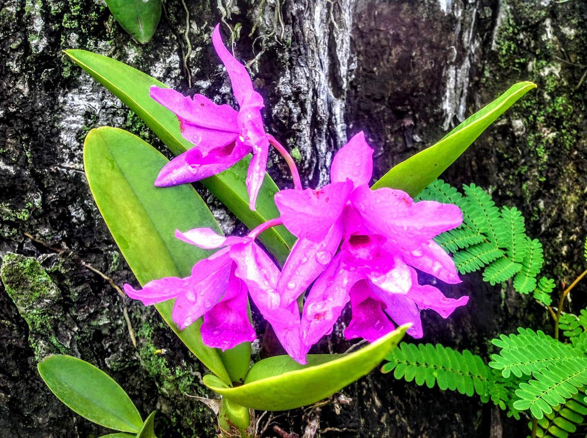 פלאייה קורונאדו Casa De Los Suenos B&B Coronado Panama מראה חיצוני תמונה