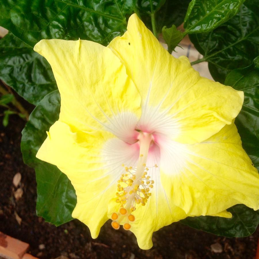 פלאייה קורונאדו Casa De Los Suenos B&B Coronado Panama מראה חיצוני תמונה